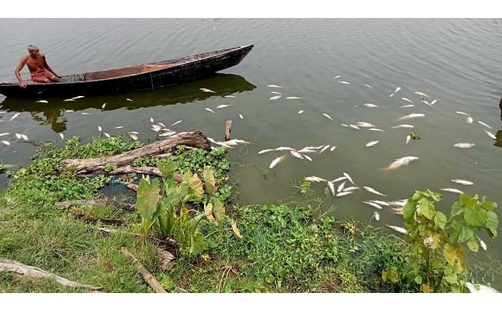 আখাউড়ায় বিএনপি নেতার মাছের প্রকল্প ধ্বংস করেছে আওয়ামী লীগের ক্যাডার বাহিনী