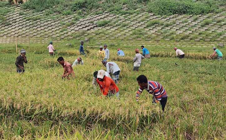 ব্রাহ্মণবাড়িয়ায় করোনা ‘জয়’ করে হাসছে কৃষক