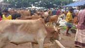 ব্রাহ্মণবাড়িয়ায় অবৈধ গরুর বাজার উচ্ছেদ