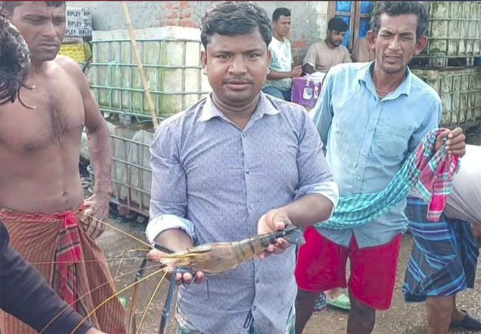 আধা কেজি ওজনের এক চিংড়ির বিক্রি হলো ৮০০ টাকায়