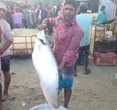 ব্রাহ্মণবাড়িয়ায় বড়শিতে ৯ কেজির চিতল