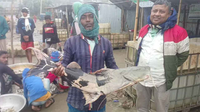 ব্রাহ্মণবাড়িয়ায় বড়শিতে ধরা পড়লো ১২ কেজির বাঘাইড়