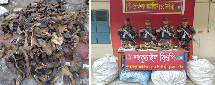 ৬০ বিজিবির অভিযান ৮৩ কেজি হাঙ্গরের শুটকি ও ৫ কেজি সী-হর্স জব্দ